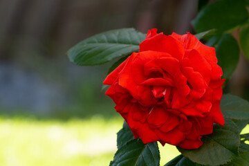 Red rose growing in the garden