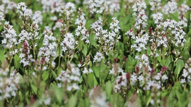 Menyanthes trifoliata. Buckbean in summer in the Arctic zone of Russia