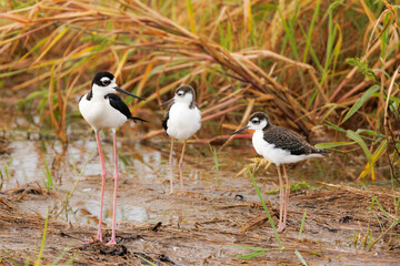 Black-necked stilt adult and chicks in Sarasota, Florida