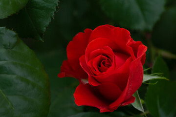Red rose growing in the garden