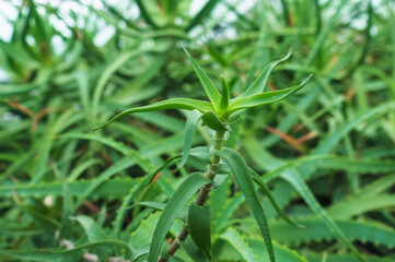 Aloe arborescens, the krantz aloe or candelabra aloe
