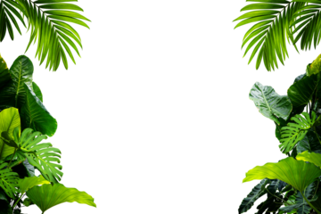 Green leaves Plant isolated