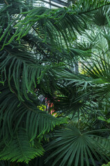 Araucaria heterophylla Norfolk island pine and latan plant growing