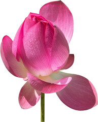 Lotus Single Flower Isolated