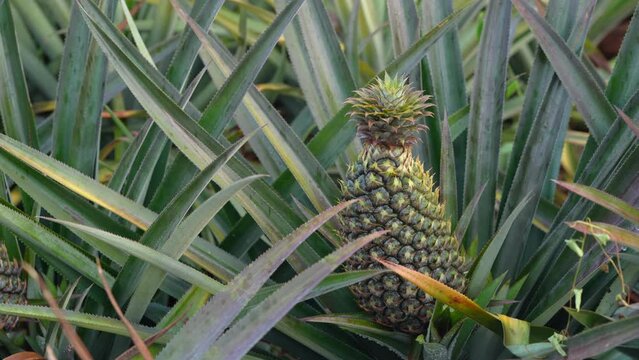 Ready to be Harvested pineapple growing in Tropical Crop - Static crop
