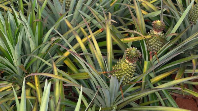 Static Shot of Ripe Pineapple Crop In Asia