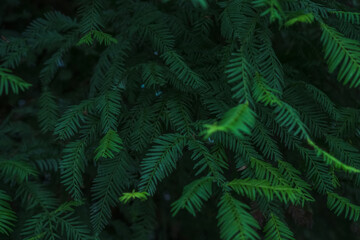dark Sequoia leaves background