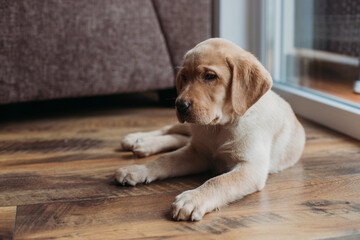 Charming puppy of a beige labrador retriever lies at home on the floor next to the armchair. People...