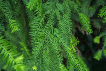 Sequoia branches close up view