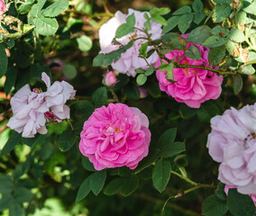 A bush with pink roses in a summer park on a blurred background.
