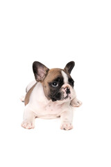 French bulldog puppy sits on a gray pillow on a white background.
