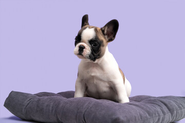 French bulldog puppy sits on a gray pillow on a purple background.
