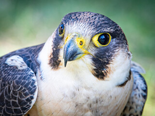 Falcon