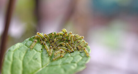 Group of young worms on mints leaf, Close up shot