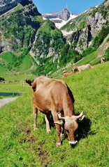 Naklejka premium Kuh im Alpstein grasend
