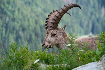 Bouquetin des Alpes