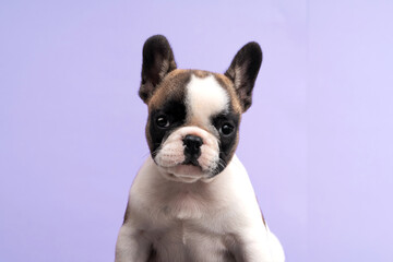 Portrait of a cute french bulldog puppy.