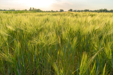 Sprouts of young green wheat. Growing rye in agriculture.
