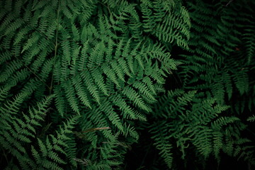 Naklejka na ściany i meble background tropical trees, dark green fern wallpaper, dark green forest tree backdrop.