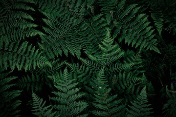 Naklejka na ściany i meble background tropical trees, dark green fern wallpaper, dark green forest tree backdrop.
