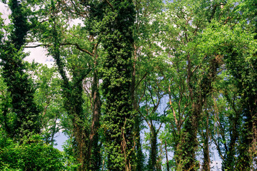 crowns and trunks of tall trees in a dense broadleaf forest