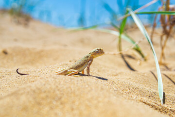 lizard toad-headed agama among the dry grass in the dunes