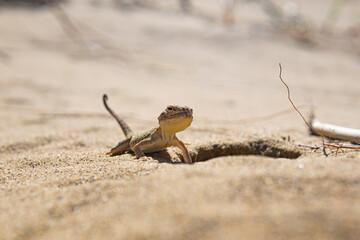portrait of desert lizard secret toadhead agama near its burrow