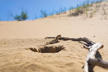 lizard toad-headed agama in natural habitat on the Sarykum dune