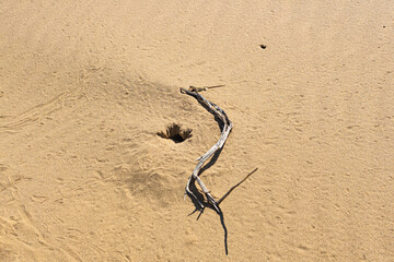 Fototapeta na wymiar toadhead agama lizard near its burrow in the sand of the desert