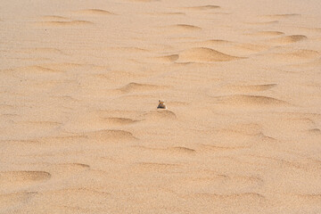 desert lizard toadhead agama peeks out from behind a dune among the sand