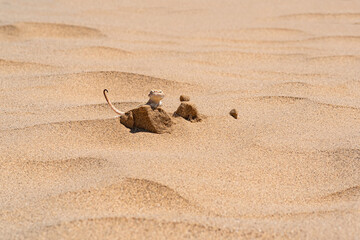 Fototapeta na wymiar desert lizard toadhead agama peeks out from behind a dune among the sand