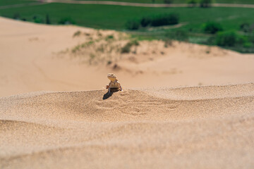 desert lizard Phrynocephalus mystaceus (secret toadhead agama) on the sand dune of Sarykum