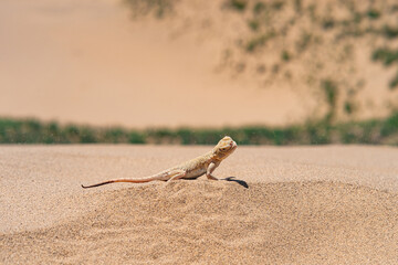 Naklejka premium desert lizard secret toadhead agama (Phrynocephalus mystaceus) on the sand dune of Sarykum