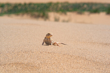 desert lizard Phrynocephalus mystaceus (secret toadhead agama) on the sand dune of Sarykum