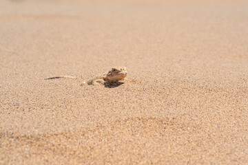 toadhead agama lizard quickly dug into the sand vibrating with its whole body