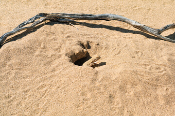toadhead agama lizard near its burrow in the sand of the desert
