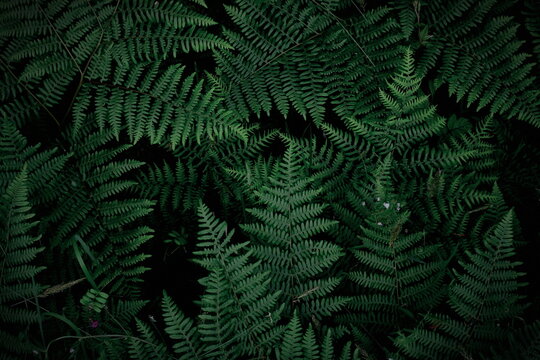 green forest wallpaper