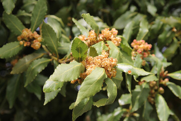 Fototapeta premium Detail of Bay Laurel (Laurus nobilis) in bloom near of Corullon (Spain) during spring