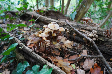Close up of mushrooms growing on a rotten log