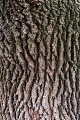 Tree's textures