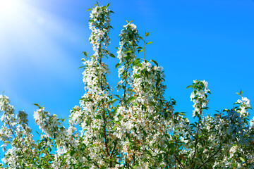 View of a blooming apple tree against a blue sky in the sun.
