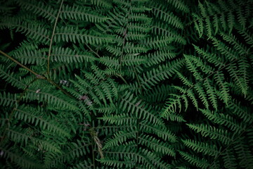 background tropical trees, dark green fern wallpaper, dark green forest tree backdrop.