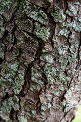 Tree's textures