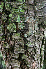 Tree's textures