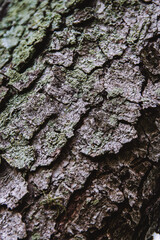 Tree's textures