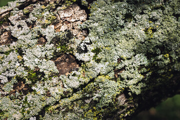 Tree's textures