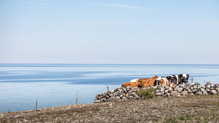 Cows in beautiful coastal landscape