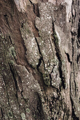 Tree's textures