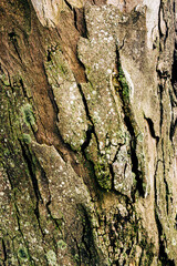 Tree's textures