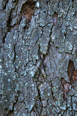 Tree's textures